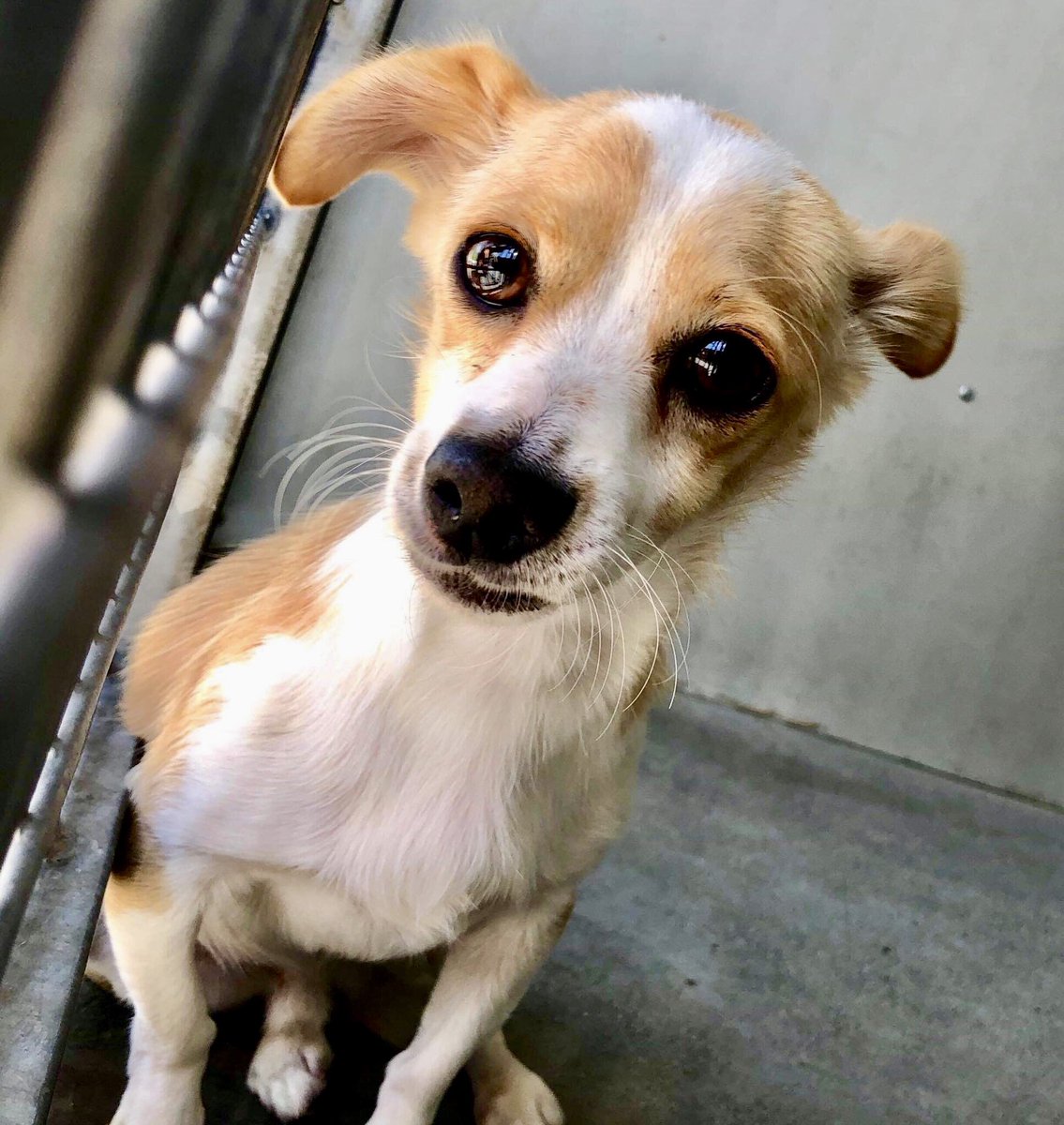 pupaid's tweet photo. Rescue pets often wait weeks, months, even years to be rehomed. So visit your local shelter today &amp; help save a life :) #adopt #rescue #foster #LucysLaw #VictoriasLaw https://t.co/7Zu16H3qak