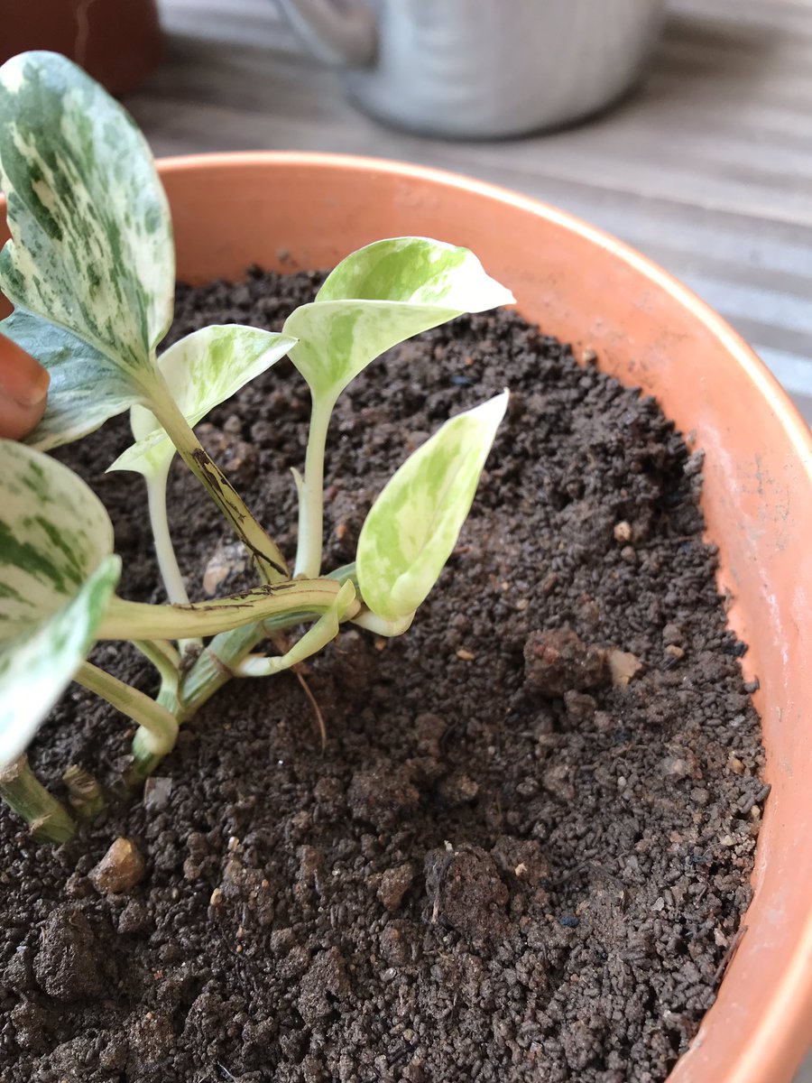 The plant recovered. I have 4 new leaves. And the propagations are also rooting beautifully. Super proud of these in particular as I’d almost given up on it.  #plantmama