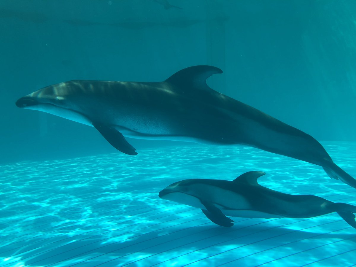 Yusar1n Twitter પર 鴨川シーワールド カマイルカ ディアナと5月に生まれた赤ちゃん 日本初の人工授精との事 繁殖技術にまた大きな実績を残しました New Born Pacific White Sided Dolphin Calf And Mother At Kamogawa Seaworld 鴨川シーワールド カマイルカ