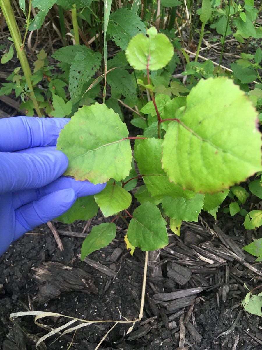 I dug up 150 cottonwood saplings from the bottom of a 50' ditch with ragweed twice my height! It's ectomycorrhizal and I needed another replication. <a href="/LabLankau/">Lankaulab</a> #lanakaulab #WomenInSTEM #forest #ForestResearch #ForestWomen 
#fungi