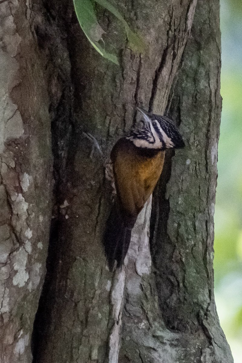 NeilElvidge's tweet photo. A female Common Flameback seen during a recent visit to Botanic Gardens Singapore. Light was very poor so not the best of photos #commonflameback #botanicalgardens #singapore @lincssnapper https://t.co/QfPwTt0iCn