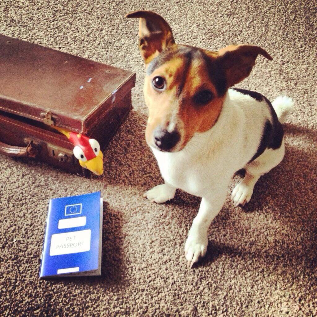 HenrysDogTweets's tweet photo. Message from Mum - Happy 8th Birthday to my first born and my boy Henry! !!! Wishing you the most Pawsome Birthday ever!.... Even though we are on honeymoon we know you are in good hands and you enjoyed opening your present today. Happy Birthday sausage x we love 💕 you 🐾 🎂 🐶 https://t.co/BCHkNvKIiX