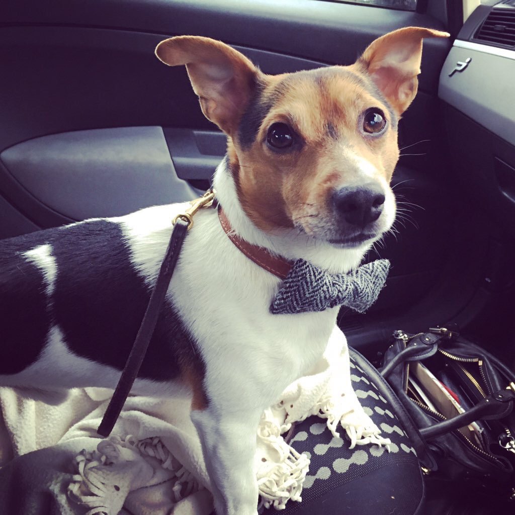 HenrysDogTweets's tweet photo. Message from Mum - Happy 8th Birthday to my first born and my boy Henry! !!! Wishing you the most Pawsome Birthday ever!.... Even though we are on honeymoon we know you are in good hands and you enjoyed opening your present today. Happy Birthday sausage x we love 💕 you 🐾 🎂 🐶 https://t.co/BCHkNvKIiX