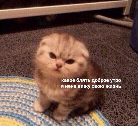 treschenko24's tweet photo. Школьники и студенты завтра утром https://t.co/n5D6Fda2n6
