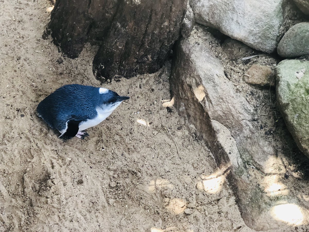 LeniqueUNSW's tweet photo. Saw Fairy Penguins (Eudyptula minor) @ Featherdale today 💛 Smallest penguins in the world &amp; native to Australia &amp; New Zealand! As we learned, they are monogamous &amp; are endangered in NSW #marenvs19 https://t.co/bkG2tsXFof