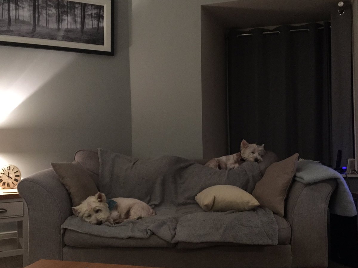 BusterWatches's tweet photo. Sleepy pups #westie #cute https://t.co/GIJ5x8BLLL