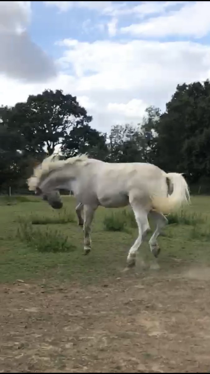 ph_justice's tweet photo. It’s been a year since I hung up my Police Uniform so I have been showing the pony some of my dance moves prior to my retirement anniversary party #retired #policehorse #minime https://t.co/PzJcbvSzym