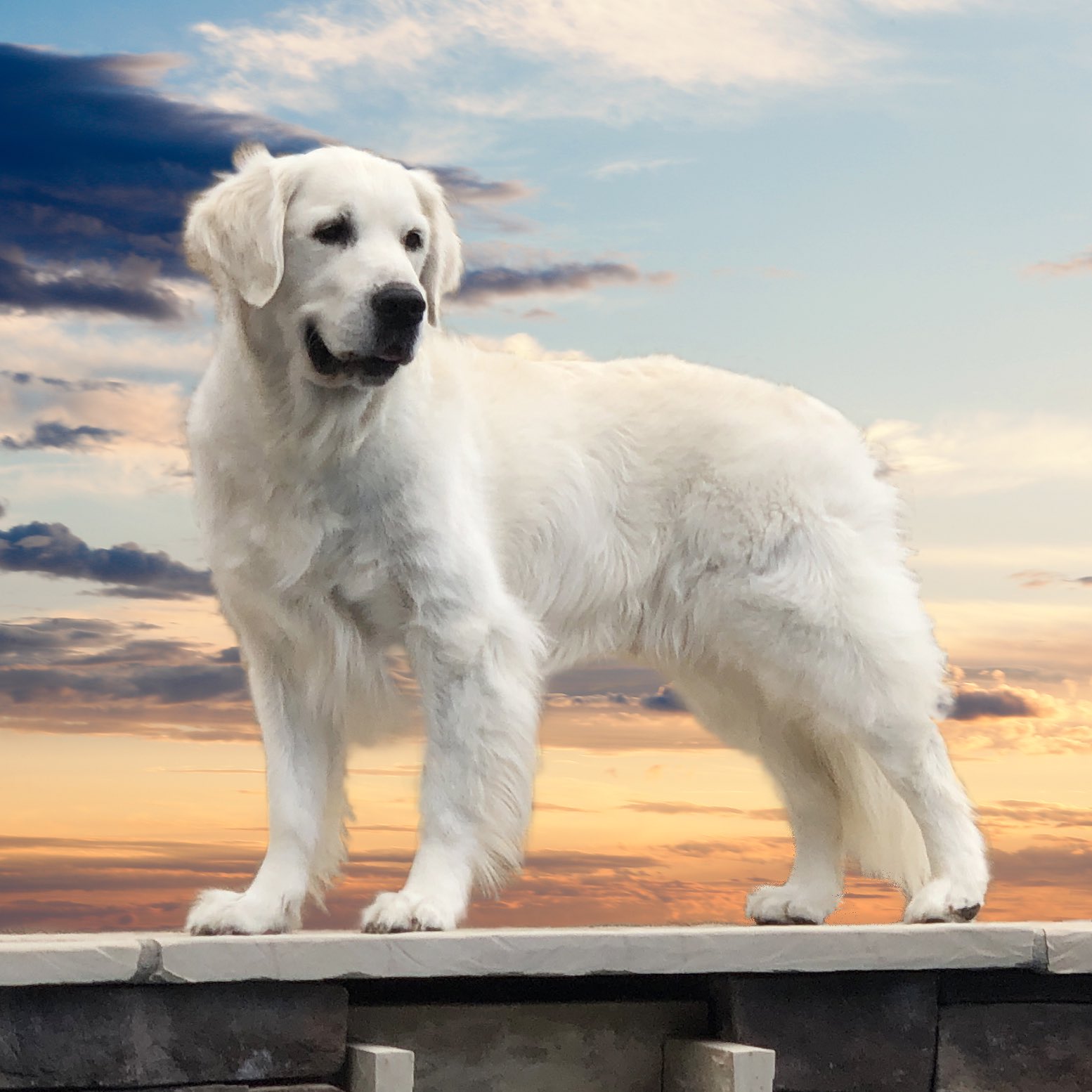 Carefreegoldens Mom Are You Done Taking Picture Of Me Can I Play Now Cooper Dogsoftwitter Goldenretriever360 Dogsofworld Carefreegoldens 英国ゴールデン 英国ゴールデンレトリバー ゴールデンレトリバー ゴル レト レトリバー