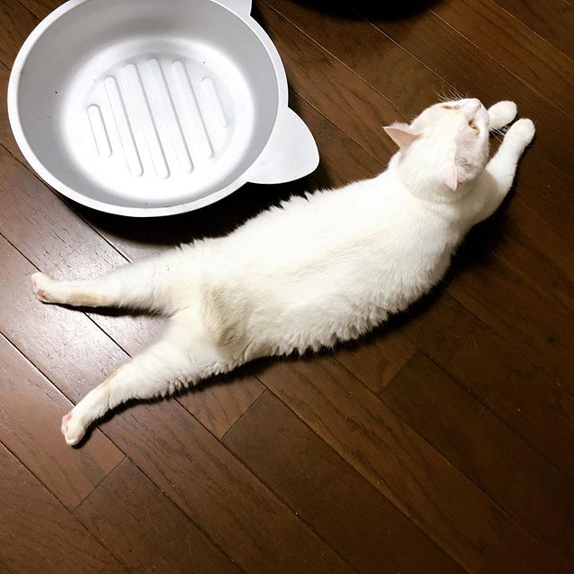 caracatcafe's tweet photo. 今夜はかなり冷やっこいのに!
#あーちゃん予報
#あてにならない
#箕面は寒い
#あーちゃん
#白猫 #伸び猫 #幻の猫
#保護猫
#ねこのいる暮らし #ねこのいる生活
#cat #catsofinstagram #instacat #sweetcatshub
#猫 #ねこ #ネコ #猫カフェ #caracatcafe #箕面 #北摂
#cccs03a https://t.co/SLbkQsD0K5