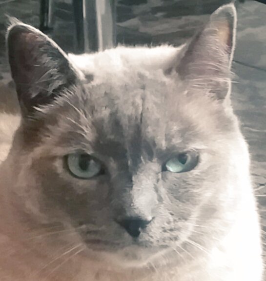 Canaria96's tweet photo. JAJAJAJAJAJJJ i feel u bby #mybby 🐱😂❤️ https://t.co/ynuZuPlT97