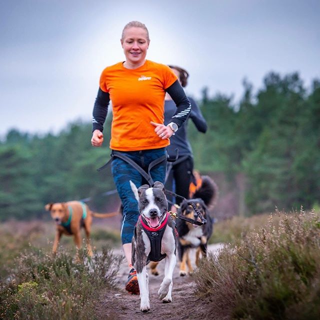 dogfituk's tweet photo. Springing into September and a new canicross season. The days are becoming cooler which means we get more time out on the trails with this pack 🐾🧡
Who else has added run motivation thanks to their dog?
#canicross #fittertogether #runwithyourdog #runm… https://t.co/9AN638NcJX https://t.co/o6kgiDmxUc
