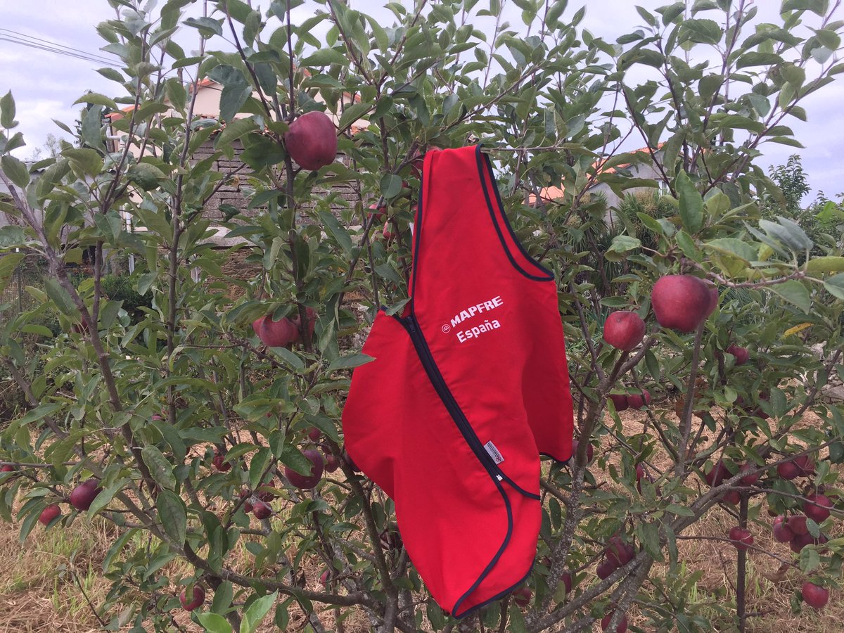Azuci64's tweet photo. Recogiendo las últimas manzanas en el pueblo antes de volver a la ciudad. Mañana vuelta al trabajo. #MeandMAPFRE @MAPFRE https://t.co/YGaZmtcpsT