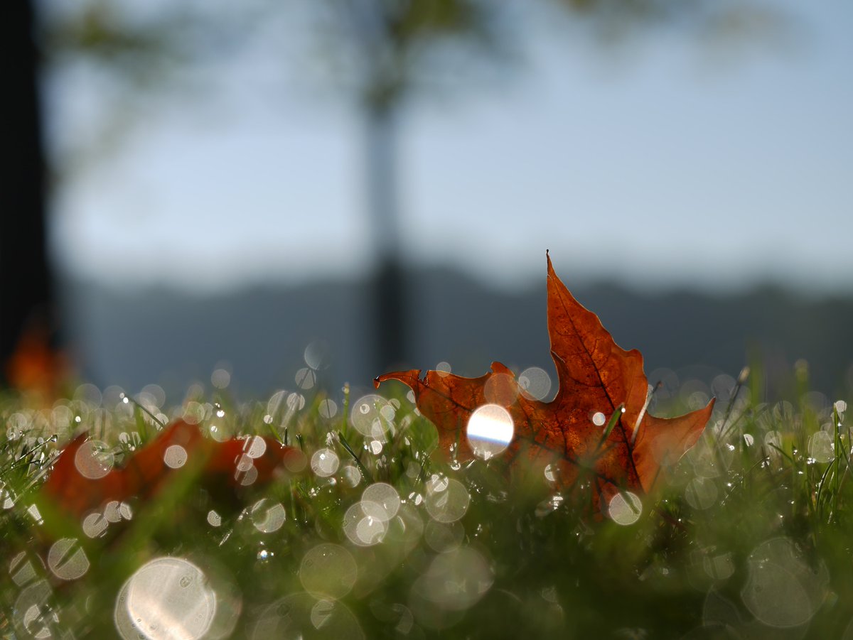 The first signs of Fall are here 🍁 🍂
Is it too soon? Or are you a Fall Fanatic?

#quecheelife #foliage