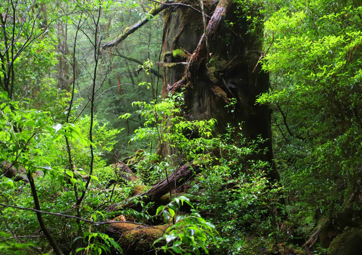 片柳弘史 در توییتر 朽ちた木や切り株が 次の世代の木々を育てる屋久島の森 人間が破壊しない限り これからも何千年 何万年と森が続いてゆくのでしょう 生命の神秘を思わずにいられません