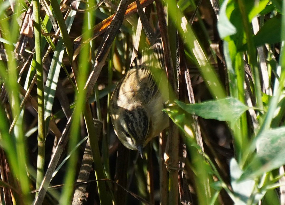 A bit Warblery on #WoodhamFenn this morn, mostly Willow (minimum 15) also Chiffchaff4, ReedWarbler2, SedgeWarbler1, C.Whitethroat3 and Blackcap1. Also first time I've had Pied,Grey and YellowWagtail on same visit. Pair of Linnet was a patch bonus, don't see them often here.