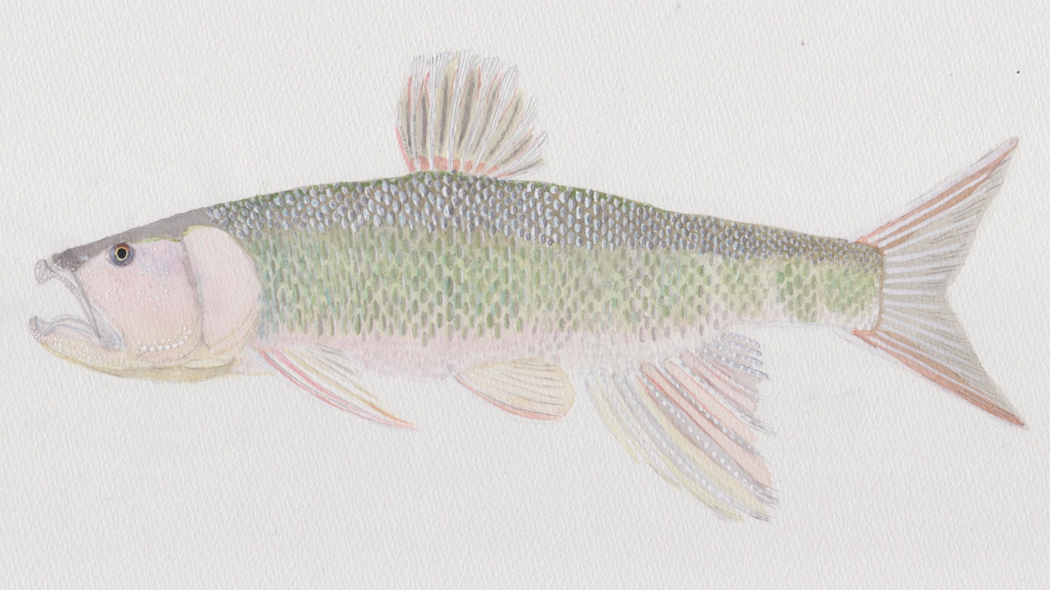 Diadromous ダイアドロマス ハス Opsariichthys Uncirostris への字に曲がった口が目立つ ハス コイ科にしては珍しく魚食性の魚であるため ルアーで釣れる 小学生の頃から知っていて 琵琶湖博物館で泳ぐ姿を見て それからだいぶ月日が流れ 大学生の