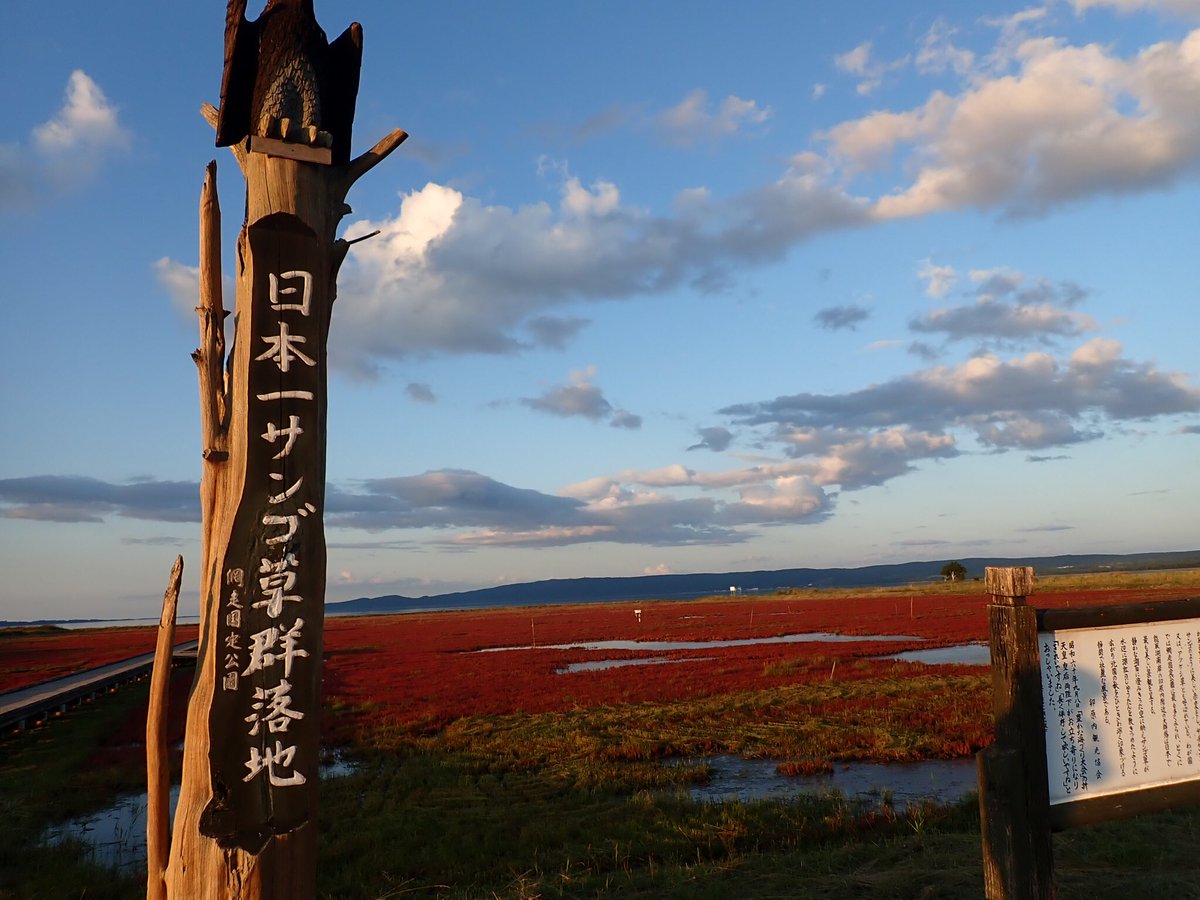 山内 創 一面の赤い絨毯が美しすぎる網走市卯原内のサンゴ草群落地 夕焼けと相まって燃えるような赤だった 山内 創 一面の赤い絨毯が美しすぎる網走市卯原内のサンゴ草群落地 夕焼けと相まって燃えるような赤だった