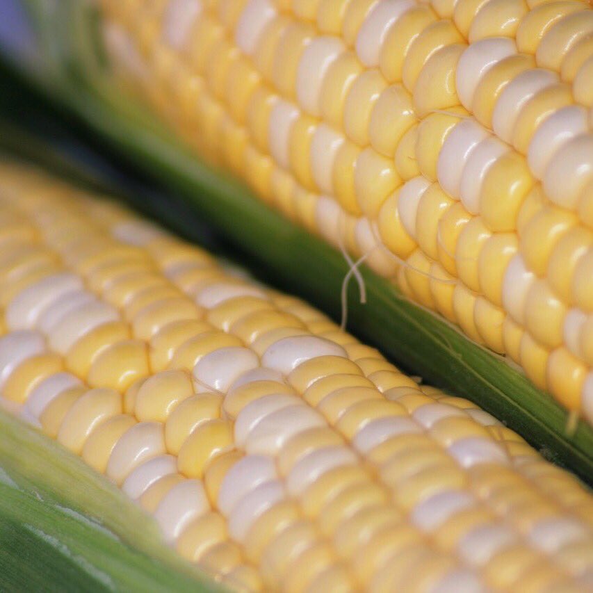 *LAST CHANCE* to enter for your chance to win a bag of our celebrated sweet corn. 48 cobs of Welsh Bros sweet corn - let that sink in! Simply retweet this tweet and you’ll be automatically entered . Contest closes at midnight tonight - September 1.