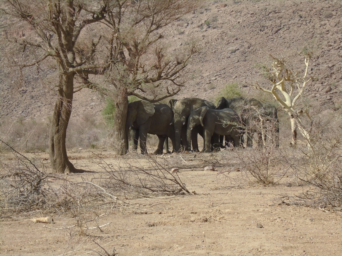 #Mali #elephants sharing the shade of a tree.