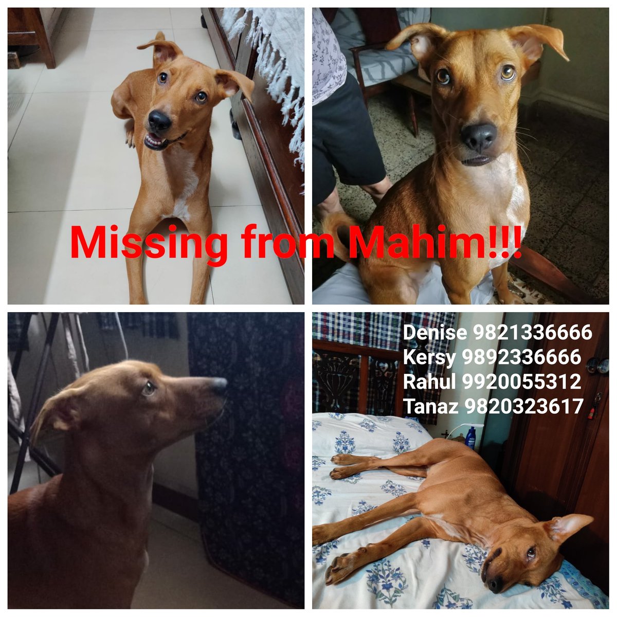 n_ankle's tweet photo. HOUDI has been missing since 28.08.19 from Mahim. She could be anywhere in Mumbai by now so please share far and wide.

FEMALE, RED-BROWN COAT, WHITE CHEST PATCH.

#lostdog #dogsofmumbai #mumbailostdog 

If anyone sees a dog like her please take a pic/video and contact us. https://t.co/Iv1LJ04jRA