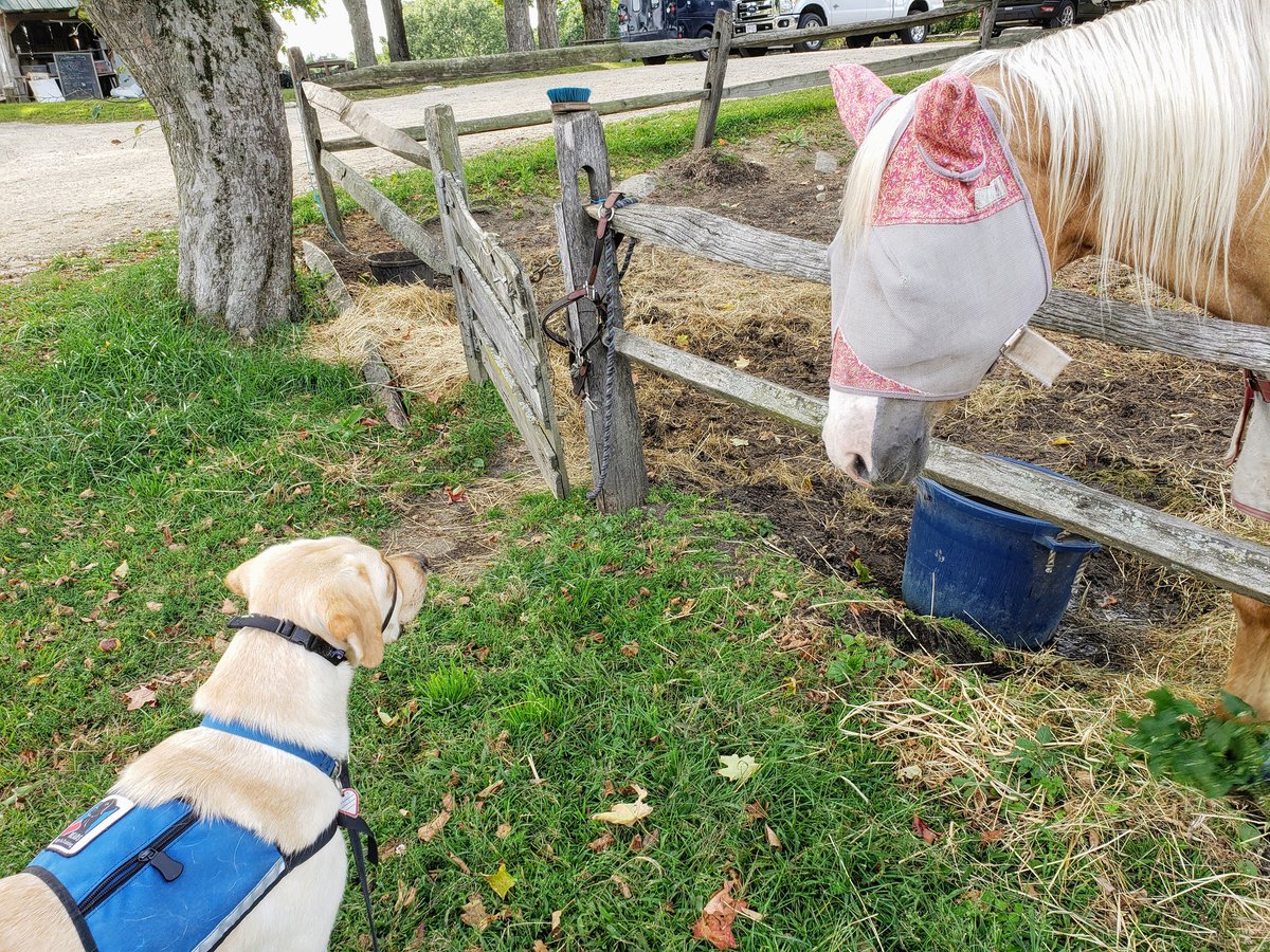 CaponeCinda's tweet photo. Kendall @NEADSdogs wonders what this masked creature is. https://t.co/f6tD5rBQgz