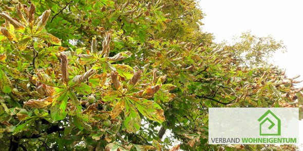 WohneigentumNRW's tweet photo. Viele #Kastanien haben schon braune Blätter oder werfen bereits ihr #Laub ab! Was ist denn da los? Vorzeitiger #Laubfall hat mit dem #Herbst noch nichts zu tun. Schuld sind die #Rosskastanienblattbräune und die #Kastanienminiermotte:
https://t.co/13ZS6mjk1H https://t.co/UKKwvdXwt2