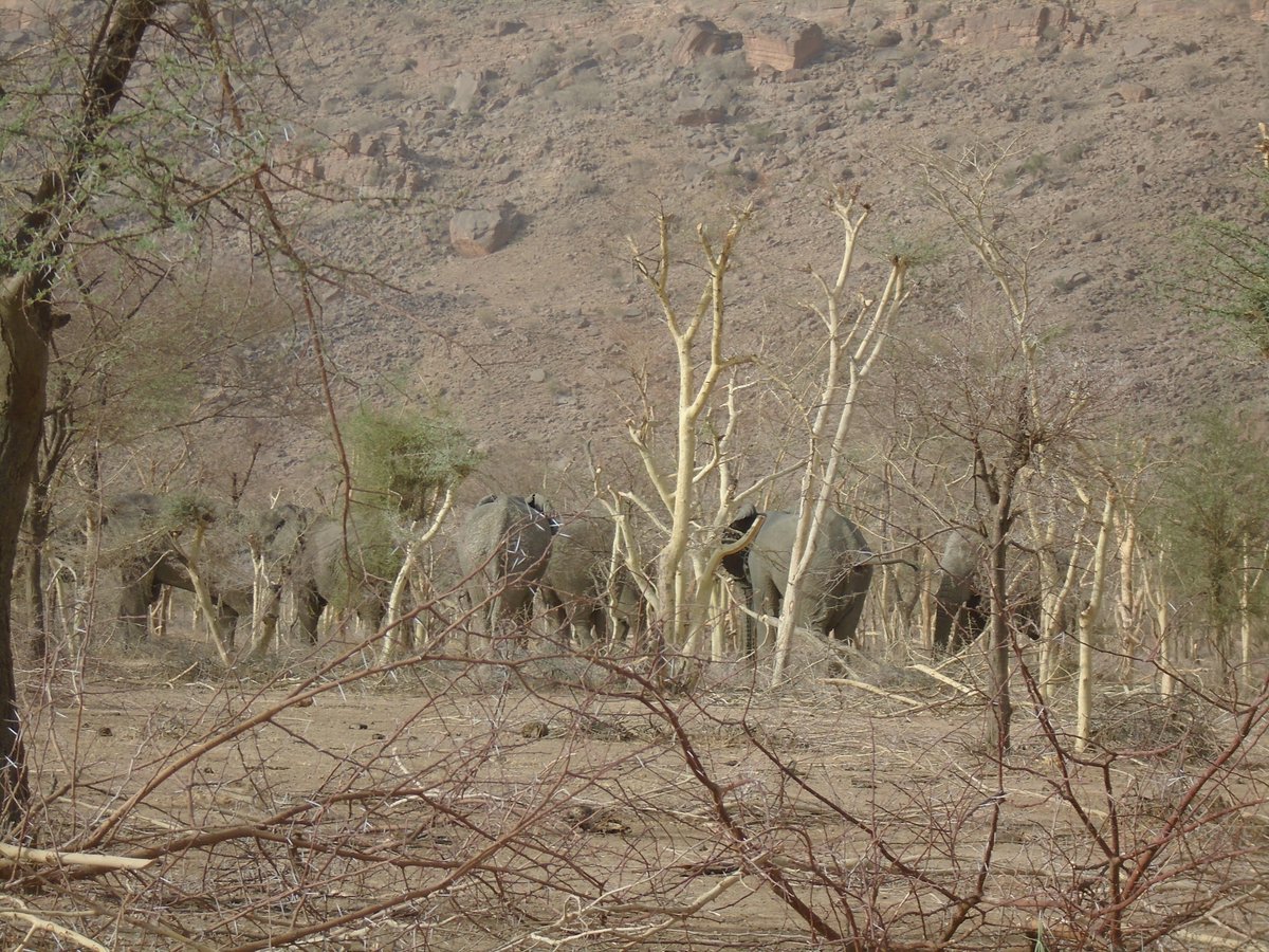 Spot the desert elephant! How many #Mali #elephants can you see in this recent photo?