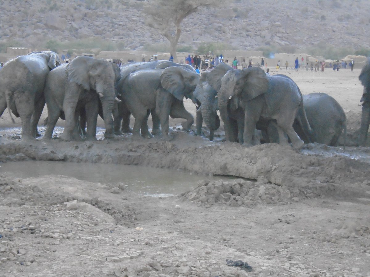 The #elephants are covering themselves in muddy water to stay cool in the heat.    
These pools were made by some of the communities we work with in #Mali.