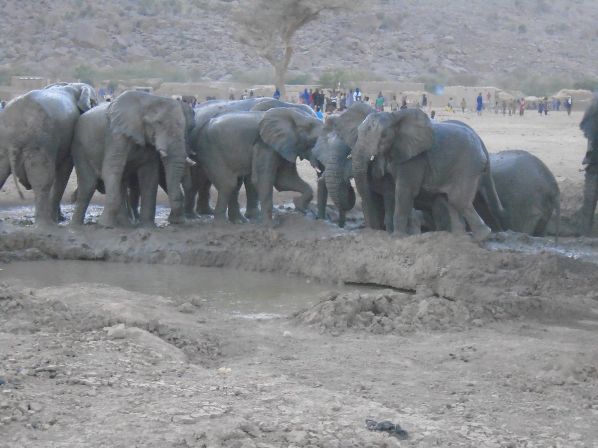 The #elephants are covering themselves in muddy water to stay cool in the heat. These pools were made by some of the communities we work with in #Mali.