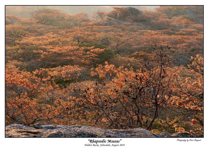 Destination_Zim's tweet photo. It’s #summer time
Colours are brighter
#HiddenRock #Juliusdale
#VisitZimbabwe
📷ChrisSheppard etal https://t.co/NrlkM0QrAl