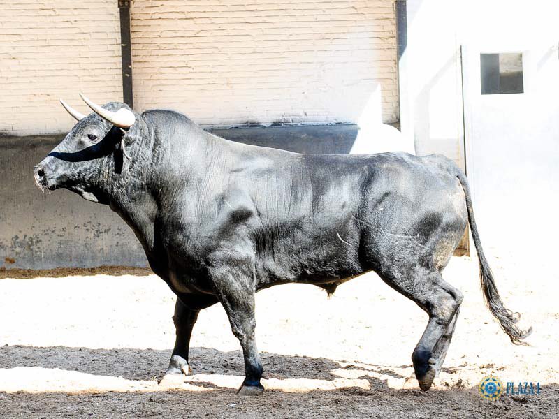 Daniel Barbero tweet media