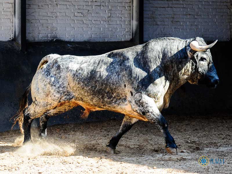 Daniel Barbero tweet media