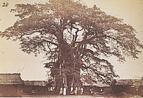  #ForgottenAfricanArchitecture(3/15) more Ashanti (Ghana).The first is Bantama Shrine, it housed the Emperor's ancestors, in front of a sacred tree and a holy brass bowl. The Adae Kese Imperial Ceremony was performed here in order to bring the living and the dead into harmony.