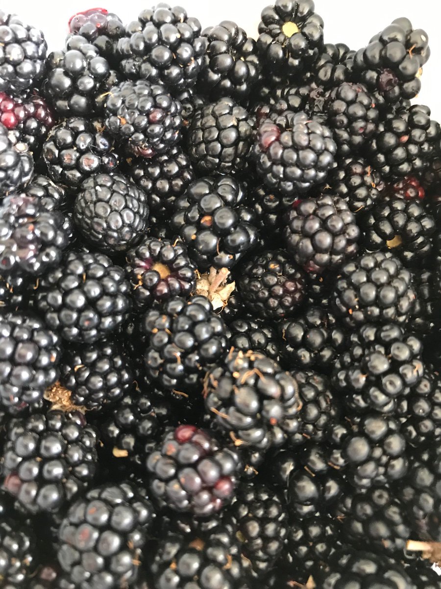 rubyflowerfae's tweet image. Time spent foraging for the harvest berries is the passage to autumn equinox a ritual followed each year. Our most abundant berries are blackberry and sloe. Both a very rich purple full of protection for the dark months