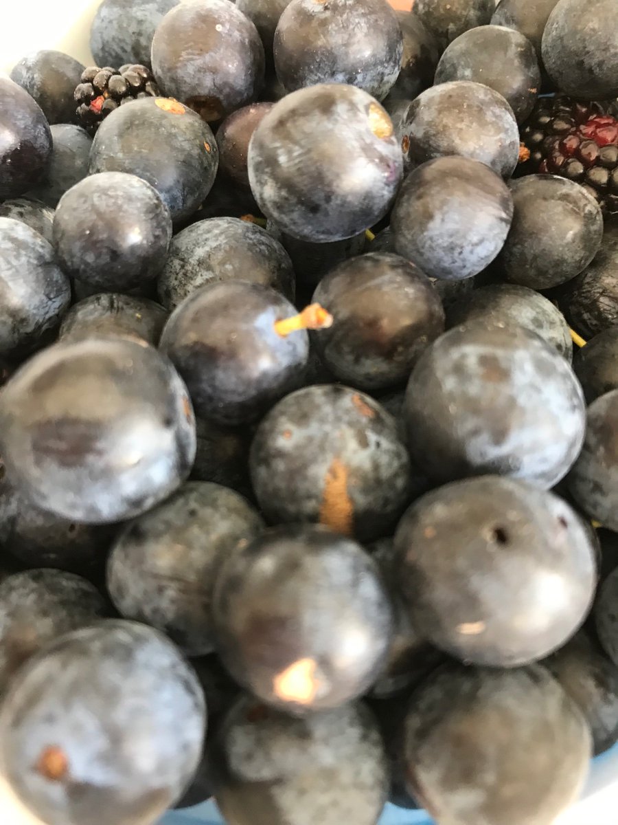 rubyflowerfae's tweet image. Time spent foraging for the harvest berries is the passage to autumn equinox a ritual followed each year. Our most abundant berries are blackberry and sloe. Both a very rich purple full of protection for the dark months