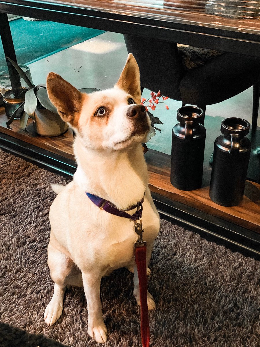 refinery_mcr's tweet photo. This little beauty certainly wasn’t feeling “ruff” this morning! However if you feel the need to detox & unwind with your pet, feel free to pop in! 🐕🐶
.
.
#refineryspinningfields #mcr #dogfriendlymanchester #dogs_of_instagram #drakeandmorgan #brunch #mcrfoodie https://t.co/wXE8yChsBJ