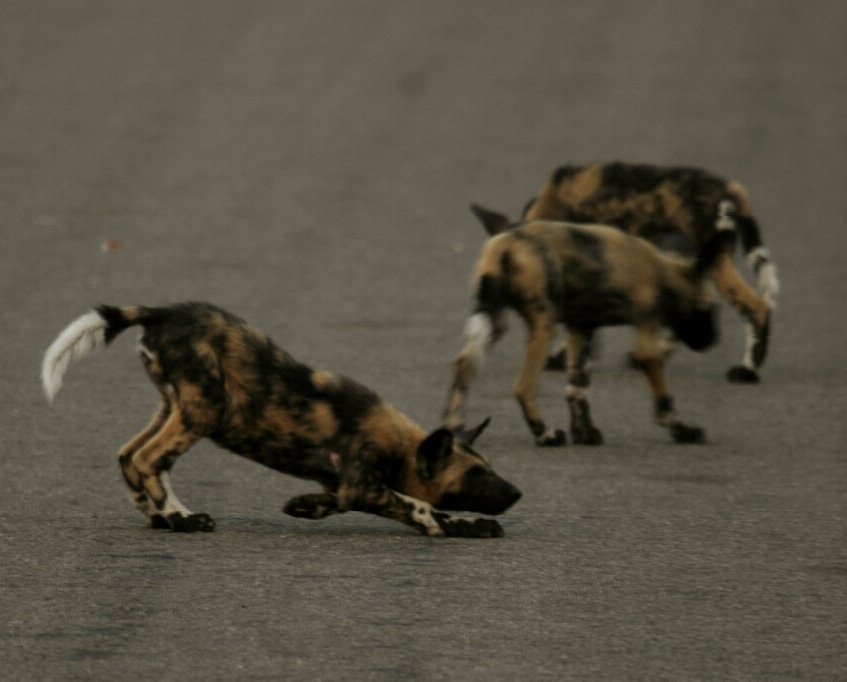 KWSafaris's tweet photo. Ready..... Steady..... #SpringDay 

#puppies #wilddog #krugerwildlifesafaris #HappySpringDay   

https://t.co/jXinzlKIPw https://t.co/ZBZxP2mSAS