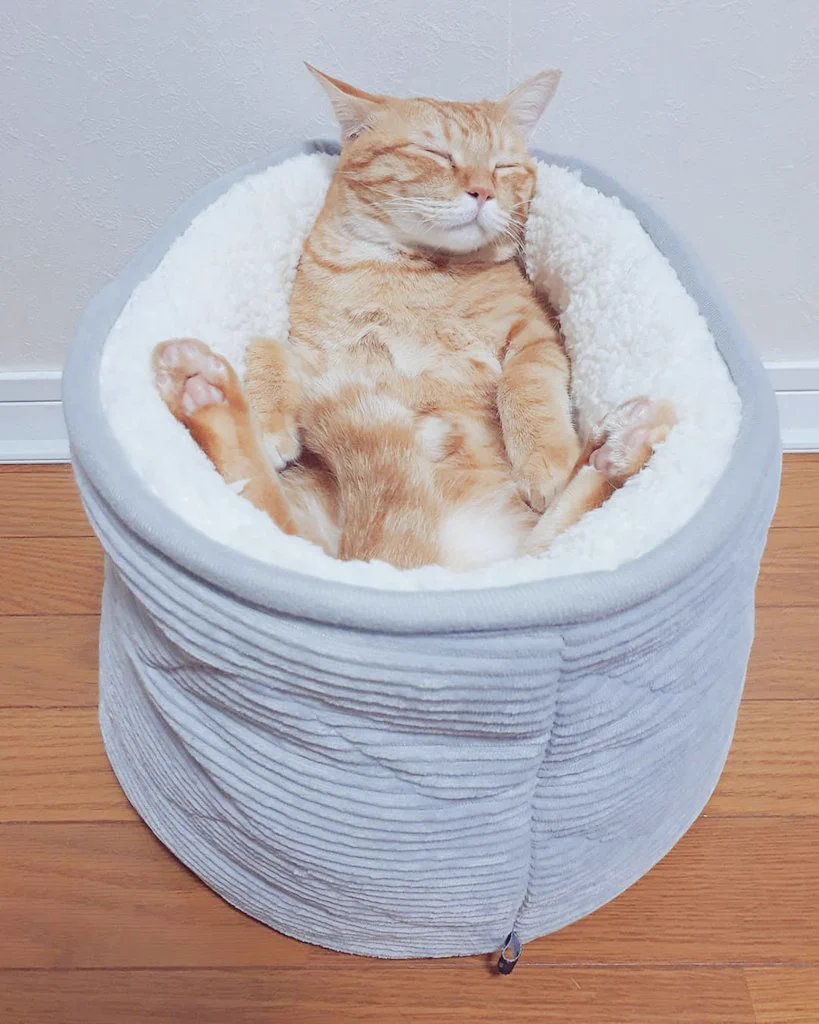 ニトリで買ったベッドで寝ちゃう猫がお風呂で寝落ちしてるみたいで可愛すぎて無理ww