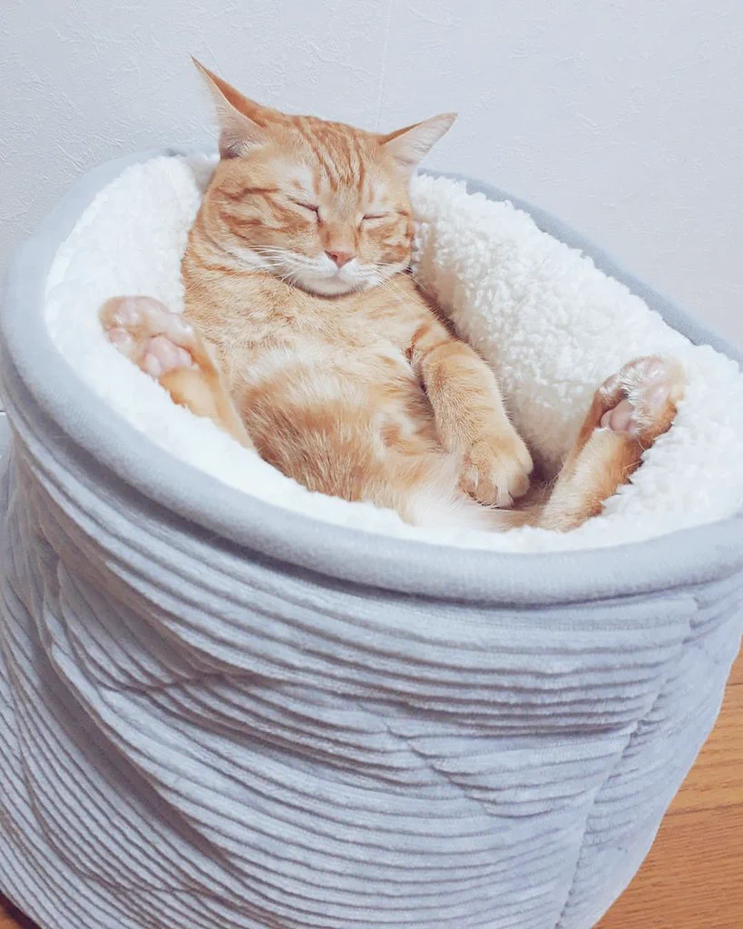 ニトリで買ったベッドで寝ちゃう猫がお風呂で寝落ちしてるみたいで可愛すぎて無理ww