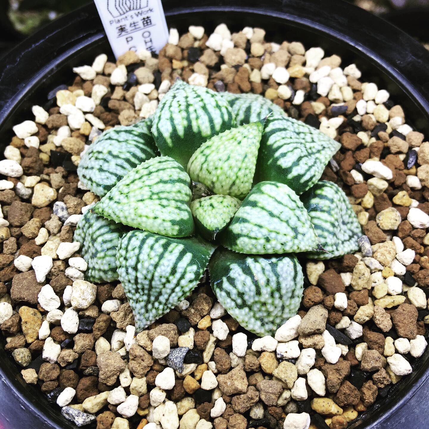 ディズニーコレクション ハオルチア ピクタ OH実生(ハオルシア多肉植物