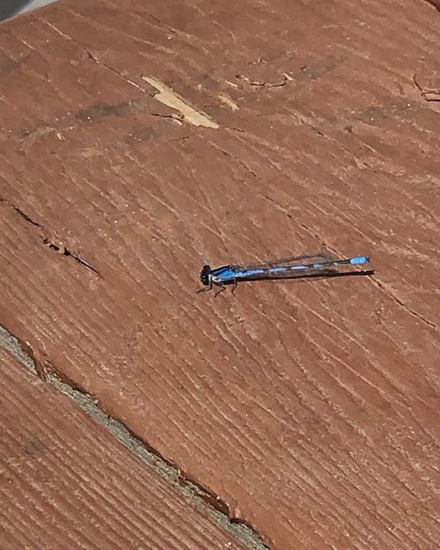 doctorbecca1's tweet image. #dragonfly #needarest ift.tt/2HEHjP1