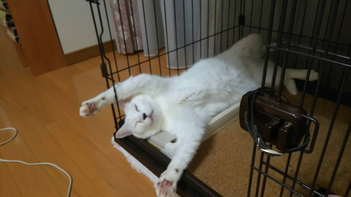 _347006170414's tweet photo. 暑い〜！
#JALペットファミリー
#JALうちの子カレンダー2020応募 https://t.co/blY8V0hLhQ