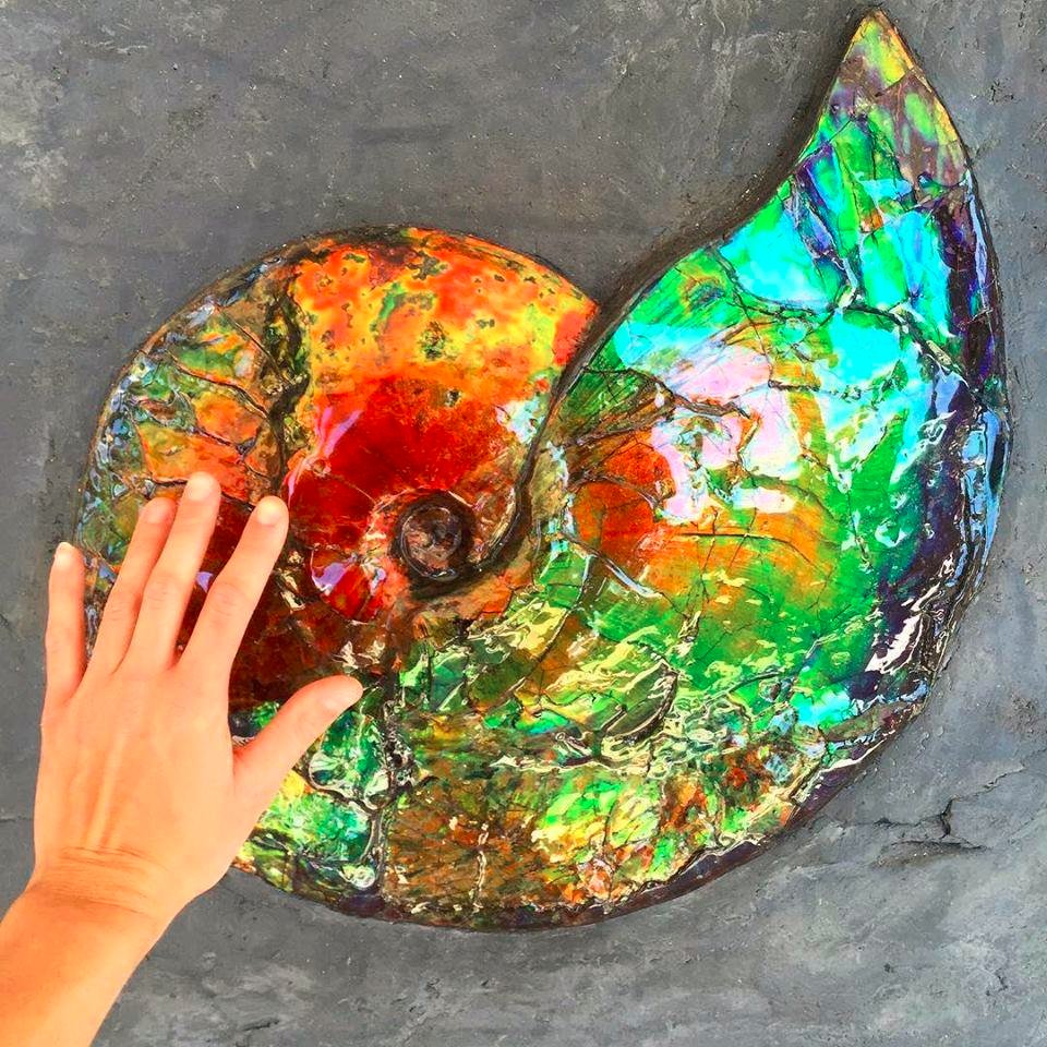 Ammonites were one of nature's most magnificent creations✨ Over time, as these creatures fossilize, many become extremely colorful &amp; covered with #Ammolite like this one that was found in Southern Alberta, Canada✨
Photo: The Crystal Spirit

#minerals #fossils