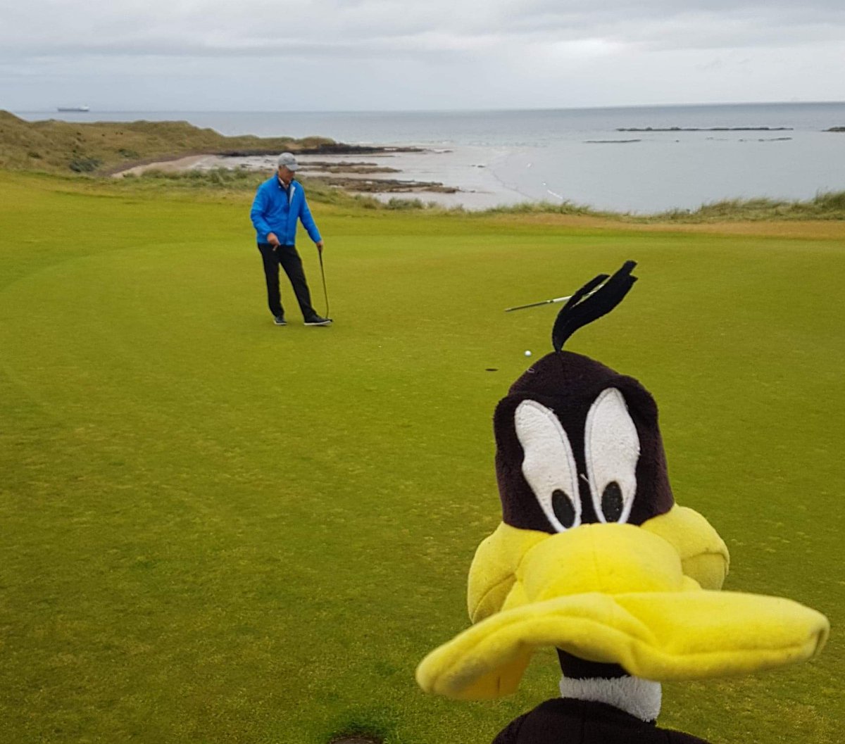 Surely he can't miss that,  hurry up, 25 meters to the half way house #g&t .
#cigar. Great day @therenaissanceclub with #DerekCrawford , John and Tom Eric my Viking friends from Norway. Ended the evening with a wine tasting #DucksInn  @DucksAberlady #ScotGolfCoast @goeastlothian