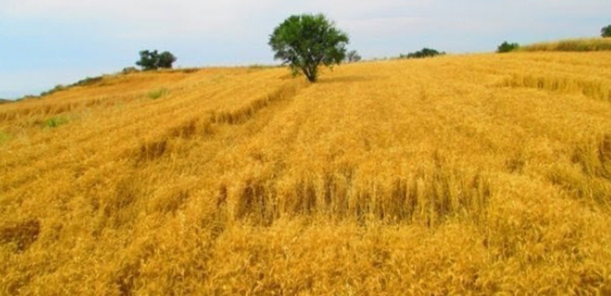 Küresel iklim değişikliği, yanan Amazon ormanları derken tartışmalar doğaya dair... Bizim katkımız Nurcan Atalan Helicke imzalı “Piyasalar ve Kolektif Davranış: Geleneksel Buğday Türleri Üzerine Bir Örnek Olay İncelemesi” başlıklı makalemizle... #buğday dergipark.org.tr/download/artic…