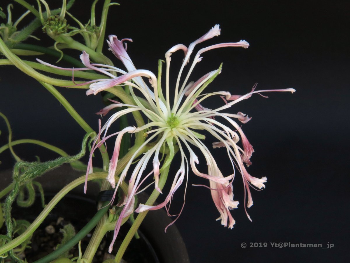 Yt Plantsman Jp Twitter Yt Plantsman Jp Twitter