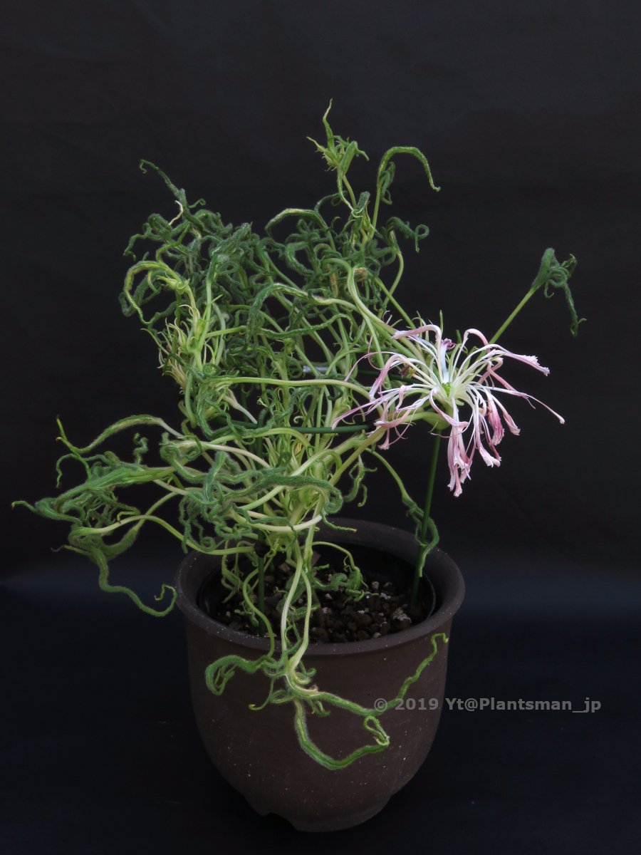 Yt Plantsman Jp Twitter Yt Plantsman Jp Twitter