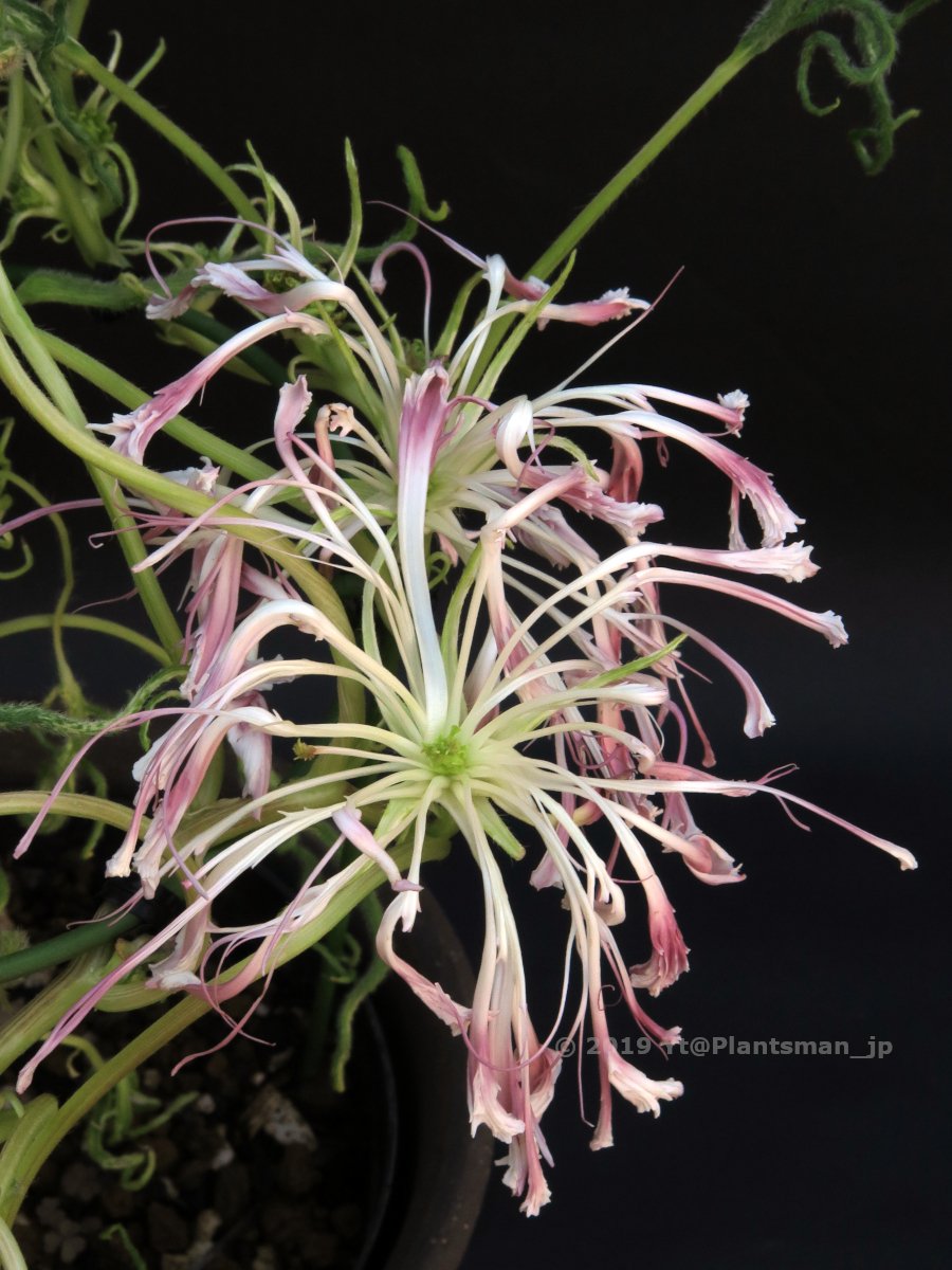 Yt Plantsman Jp Twitter Yt Plantsman Jp Twitter