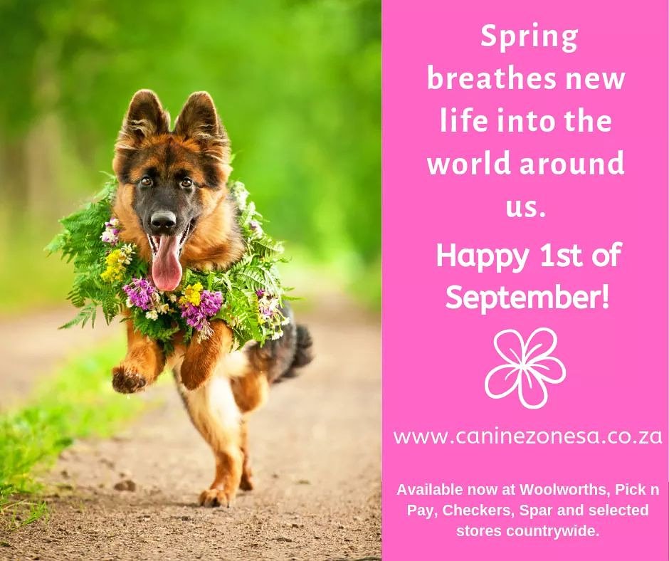 caninezonesa's tweet photo. Happy 1st of September! 

#pets #dogs #dogmoms #dogcommunity #magazine #caninezone #caninezonemagazine #dogsofsouthafrica #dogsofinstagram #petmagazine https://t.co/02qhNDGIiD