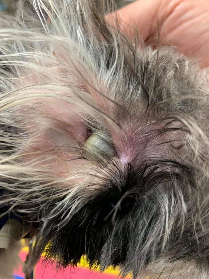 That is a full tick! Please keep checking your animals over, tick season is not over.